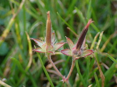 Geranium nepalense thunbergii