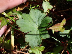 Geranium nepalense thunbergii