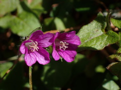 Geranium nepalense thunbergii