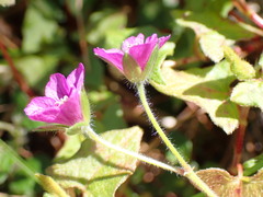 Geranium nepalense thunbergii