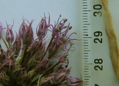Allium fetisowii