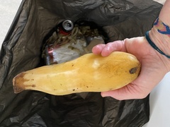 Smallanthus sonchifolius