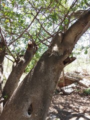 Ficus