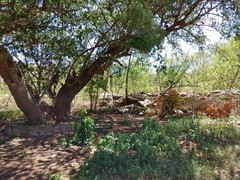 Ficus
