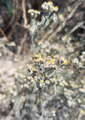 Helichrysum indicum