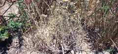 Helichrysum indicum