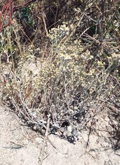Helichrysum indicum
