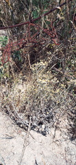 Helichrysum indicum