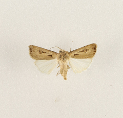 Agrotis spinifera