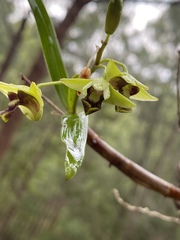 Dendrobium fellowsii