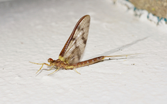 Ichthybotus hudsoni