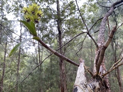 Dendrobium fellowsii