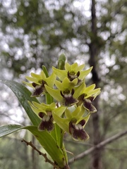 Dendrobium fellowsii
