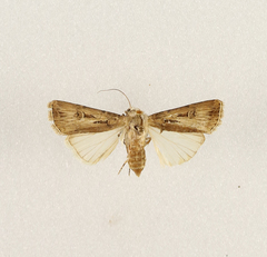 Agrotis spinifera