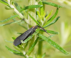 Pollanisus subdolosa