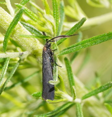 Pollanisus subdolosa