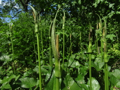 Arum korolkowii