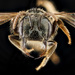 Lasioglossum rozeni - Photo USGS Native Bee Inventory and Monitoring Laboratory, δεν υπάρχουν γνωστοί περιορισμοί πνευματικών δικαιωμάτων (Κοινό Κτήμα)