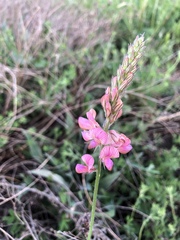 Onobrychis viciifolia