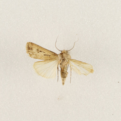 Agrotis spinifera