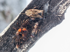 Peritrechus gracilicornis