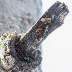 Peritrechus gracilicornis