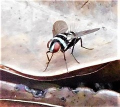 Trigonospila cingulata