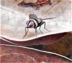 Trigonospila cingulata