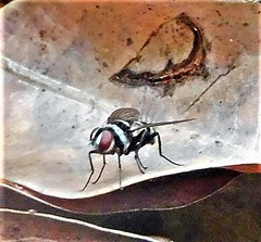 Trigonospila cingulata