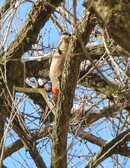 Dendrocopos syriacus