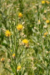 Centaurea chartolepis