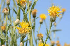 Centaurea chartolepis