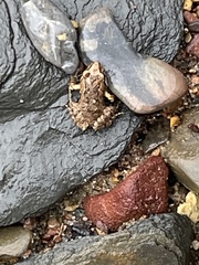 Crinia flindersensis