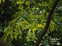 Copaifera officinalis