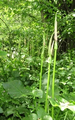 Arum korolkowii