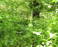 Arum korolkowii