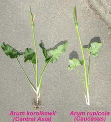 Arum korolkowii
