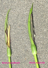 Arum korolkowii