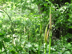 Arum korolkowii