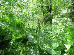 Arum korolkowii