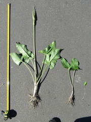 Arum korolkowii