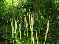 Arum korolkowii