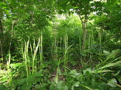Arum korolkowii
