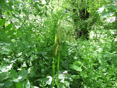 Arum korolkowii