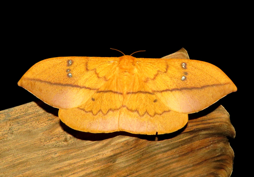 Cricula Silkmoth (Cricula trifenestrata) · iNaturalist