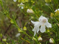Prostanthera nivea