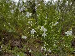 Prostanthera nivea