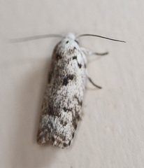 Lichenaula onychotypa