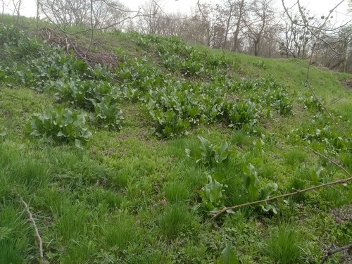 Rumex tianschanicus