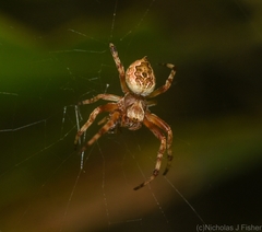 Salsa brisbanae